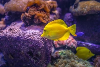 La classifica dei pesci da acquario più costosi al mondo