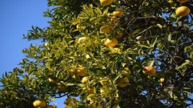 6 Profumi allo Yuzu, le fragranze più buone a base dell’Agrume Giapponese