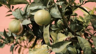 5 Alberi perfetti per il tuo Balcone: ecco quali scegliere e come prendersene cura…