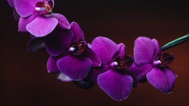 Profumi all’Orchidea: 5 fragranze sensuali per l’Autunno