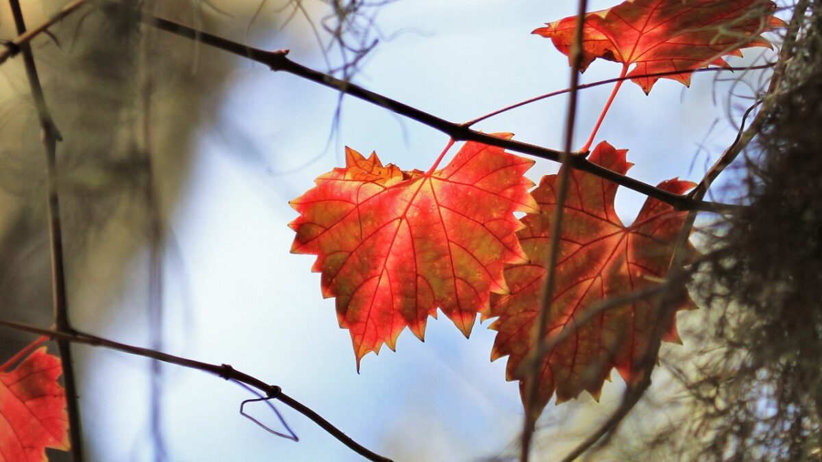 Questo è il colore Autunnale per eccellenza. Scopri come usarlo in Casa…