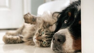 Le Cucce più belle per Cani e Gatti, calde morbide e di design