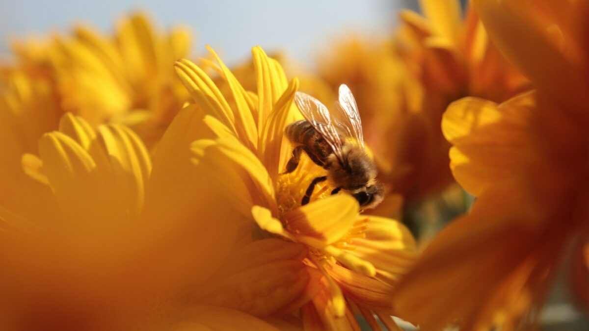 Anagnosti John Choukalas, Responsabile della Sostenibilità di APIVITA, ci svela di più sul Bee Power…