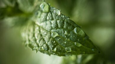 Profumi alla menta: 5 fragranze per uno splash di freschezza ed energia