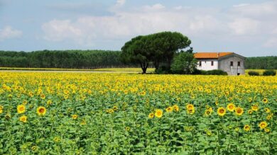 Le poltrone a fiori più belle per Celebrare il Solstizio d’estate!