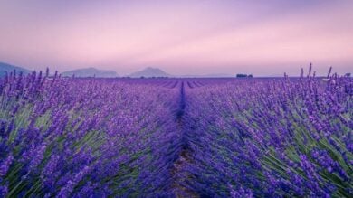 E’ la Provenza d’Italia: questo borgo è un vero incanto di profumi e colori