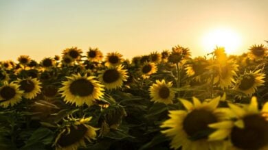 Borghi dei Girasoli: 3 luoghi da visitare per un’estate in giallo