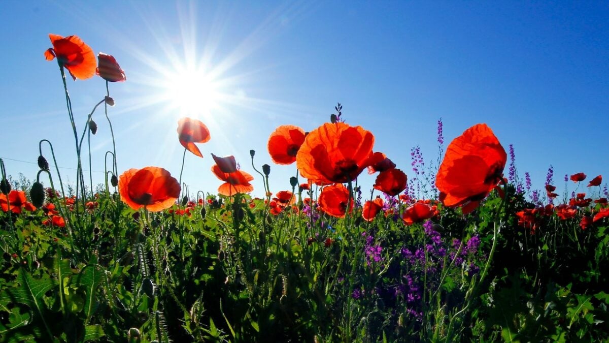 Papavero elisir di bellezza: proprietà e benefici del fiore rosso