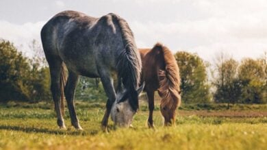 Il primo Borgo vegano d’Italia, è una bellezza Friulana da scoprire adesso!