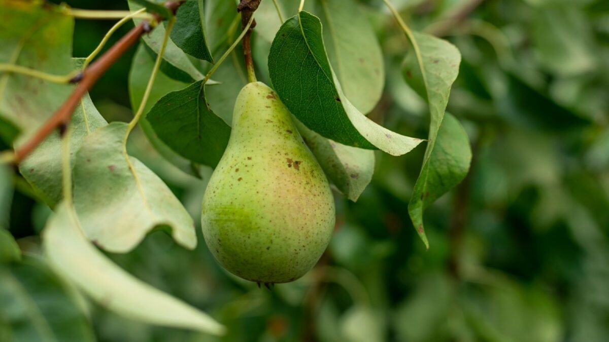 Profumi alla pera: 5 fragranze golose e femminili da indossare in autunno