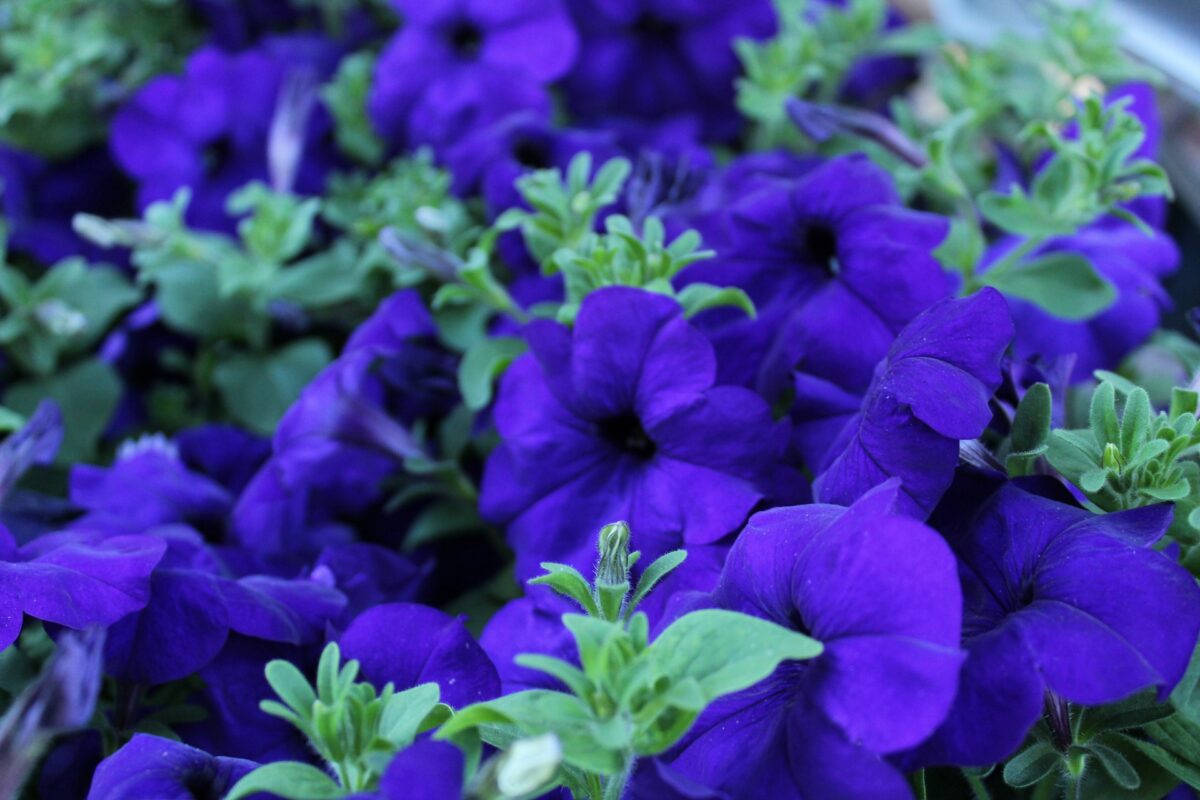 Nell’Orto e in Vaso, ecco Piante e Fiori da seminare a Febbraio…