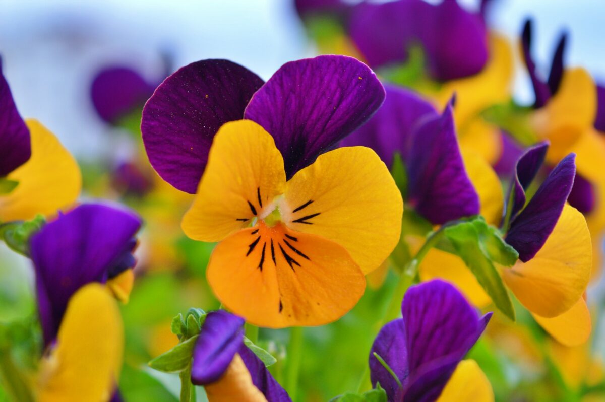 Nell’Orto e in Vaso, ecco Piante e Fiori da seminare a Febbraio…