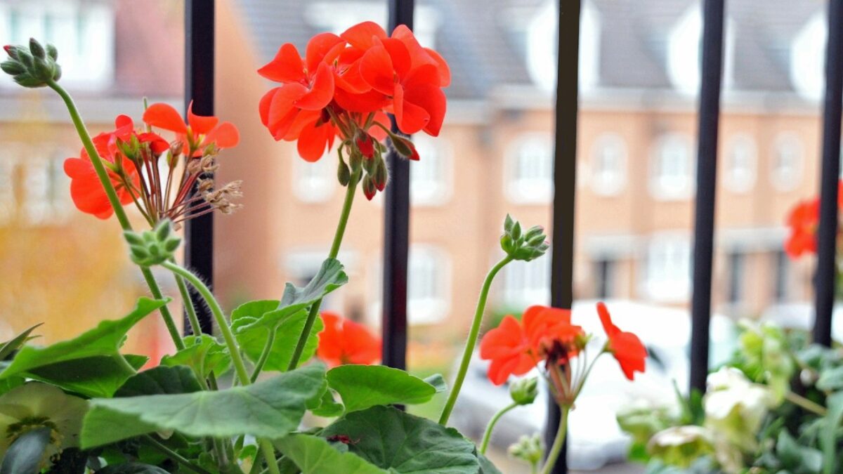 I fiori Primaverili perfetti per decorare il tuo balcone nei prossimi mesi