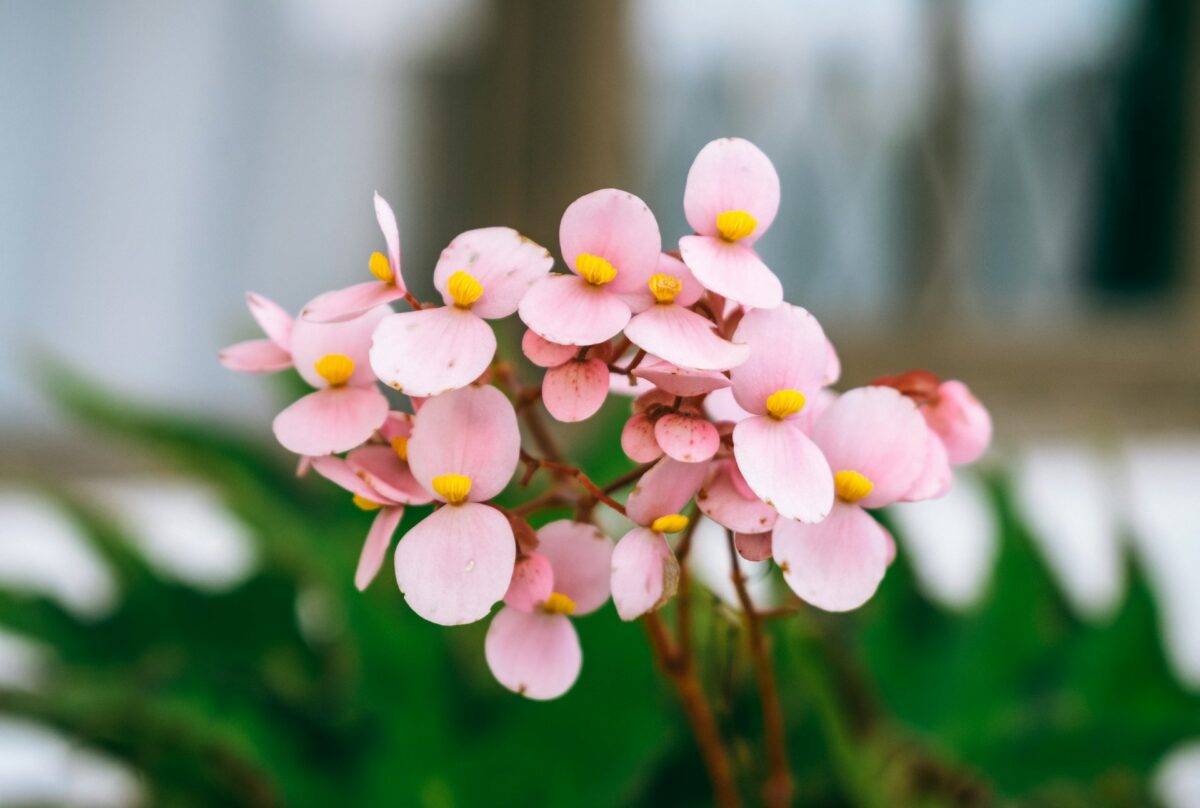 I fiori Primaverili perfetti per decorare il tuo balcone nei prossimi mesi