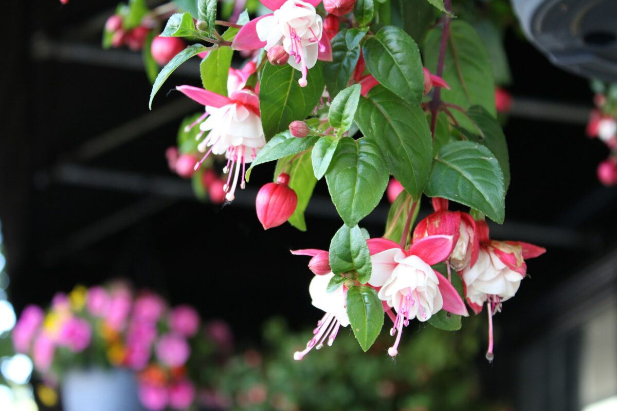 I fiori Primaverili perfetti per decorare il tuo balcone nei prossimi mesi