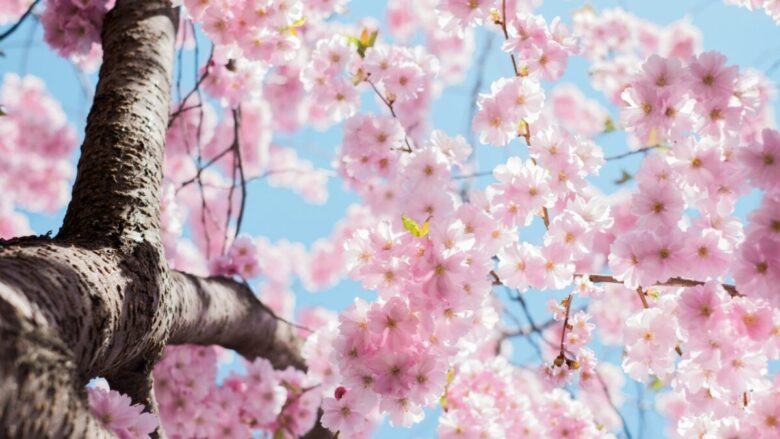 Porta la magia della Primavera a Casa tua: scopri la nuova collezione di Kasanova