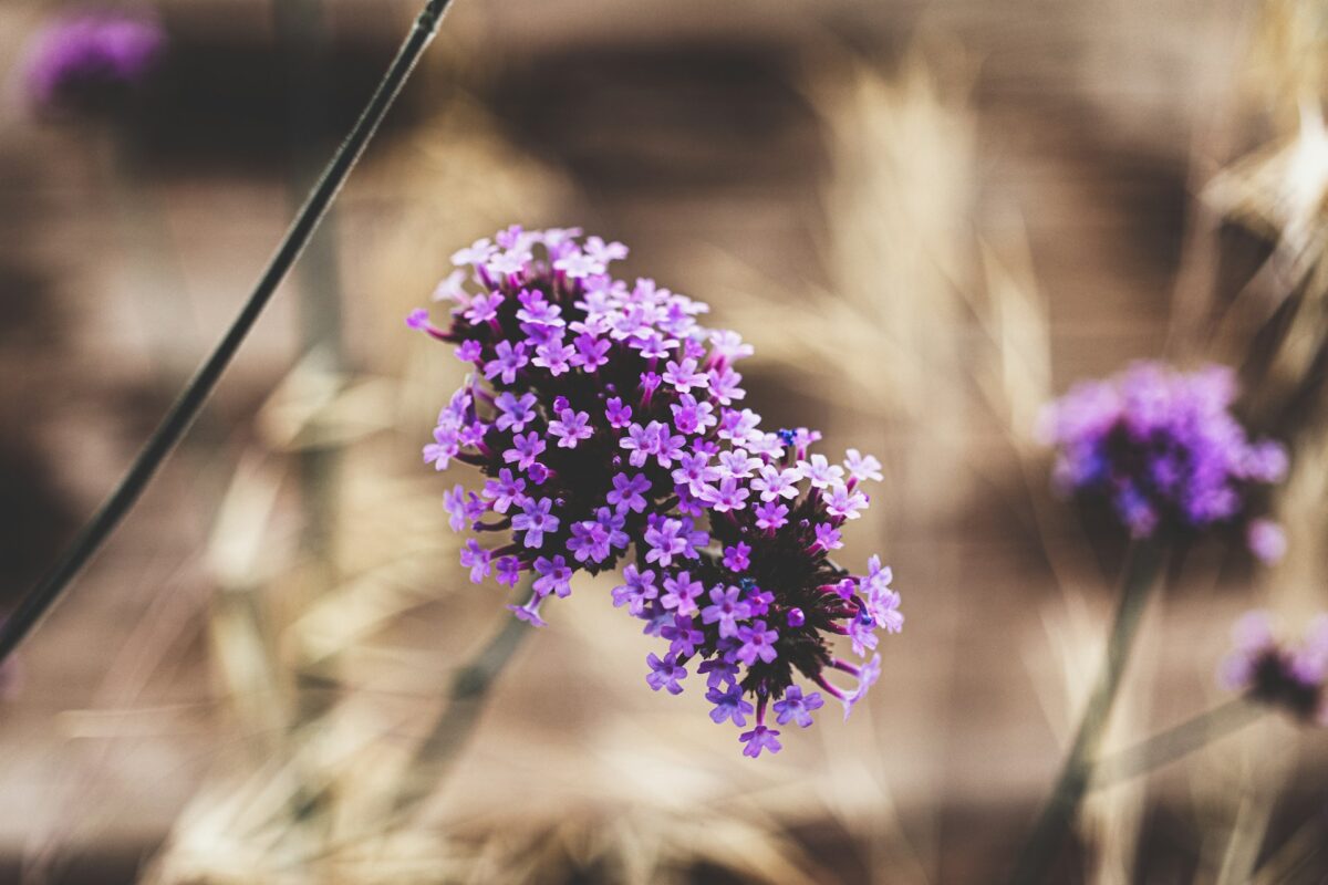 I fiori Primaverili perfetti per decorare il tuo balcone nei prossimi mesi