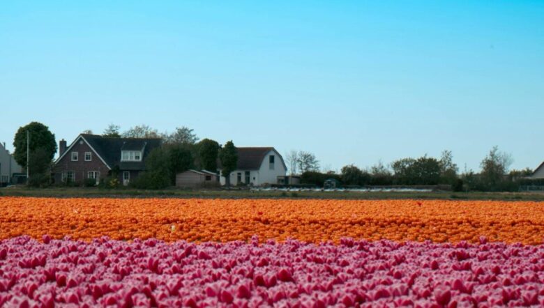 4 Città in fiore da visitare in Primavera