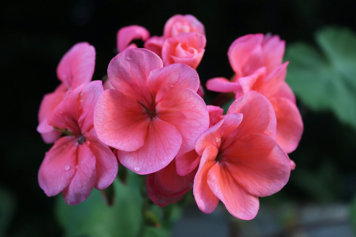 I fiori Primaverili perfetti per decorare il tuo balcone nei prossimi mesi