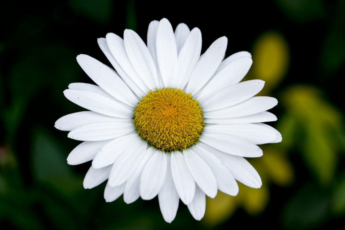 I fiori Primaverili perfetti per decorare il tuo balcone nei prossimi mesi