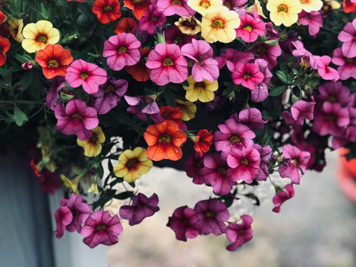 I fiori Primaverili perfetti per decorare il tuo balcone nei prossimi mesi