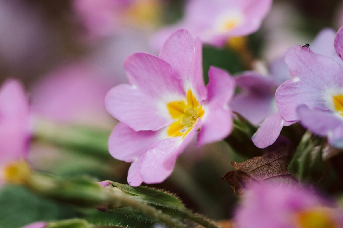 I fiori Primaverili perfetti per decorare il tuo balcone nei prossimi mesi